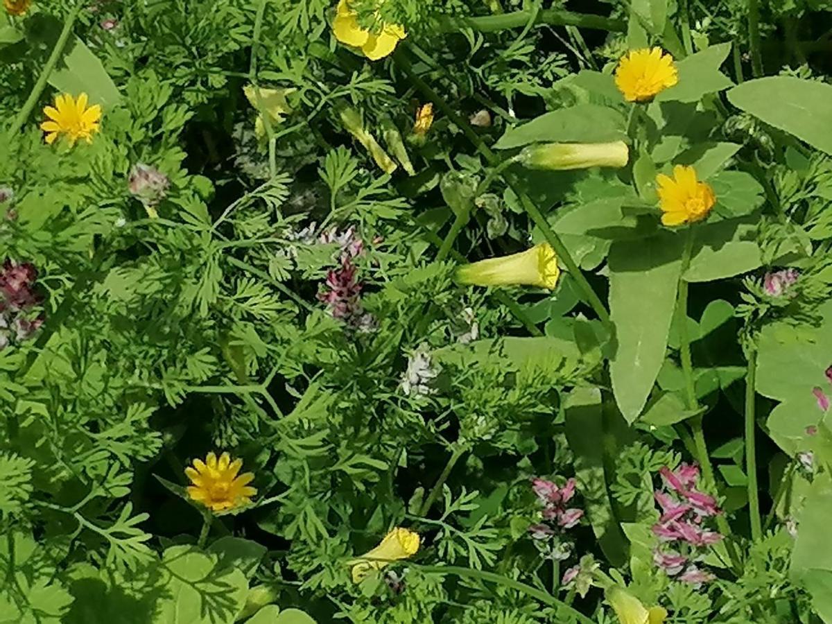 بيت الطبيعة Nature House Ceraş Dış mekan fotoğraf