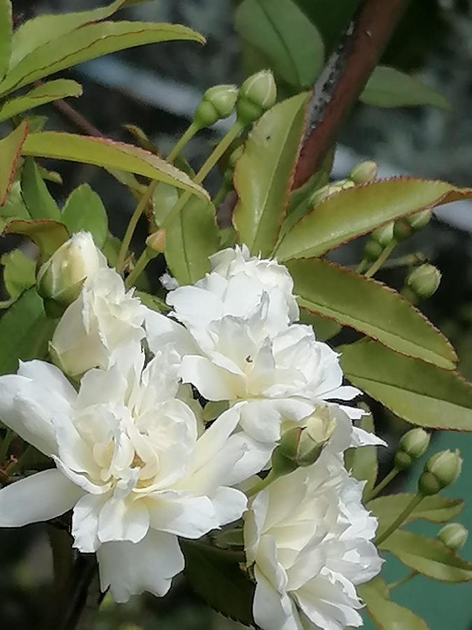 بيت الطبيعة Nature House Ceraş Dış mekan fotoğraf