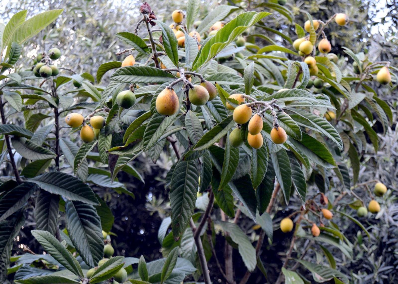 بيت الطبيعة Nature House Ceraş Dış mekan fotoğraf